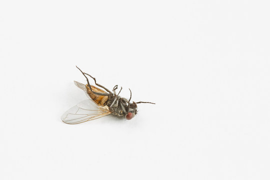 Dead housefly on white
