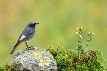 Small bird on a rock