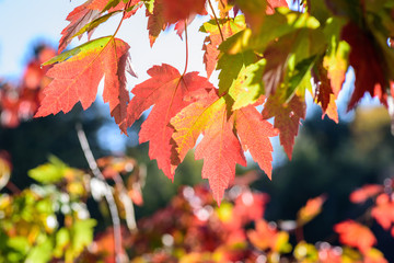 closeup of colorful fall leaves in sunlight