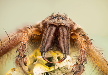 Focus Stacking - Giant House Spider, House Spider, Eratigena atrica
