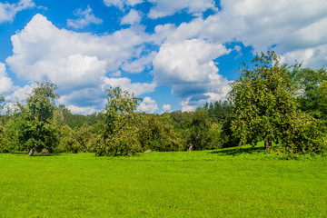 Apple trees in Turaida Museum Reserve, Latvia