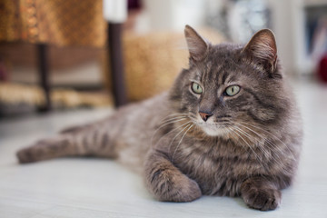 Grey tabby cat at home