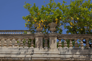 Fototapeta na wymiar Zitronen (Citrus × limon)