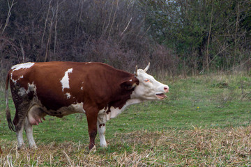 Obraz premium Domestic cows on pasture
