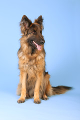 German shepherd dog