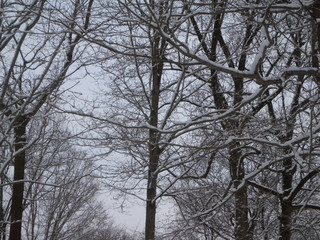 Fototapeta na wymiar bare trees covered with snow