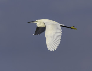 Little Egret in Flight