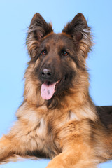 German shepherd dog