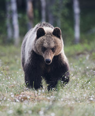 Obraz na płótnie Canvas Brown bear in the finnish taiga (matte style)
