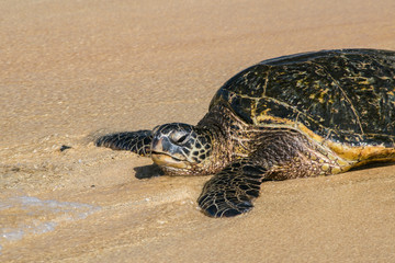 Green Sea Turtle
