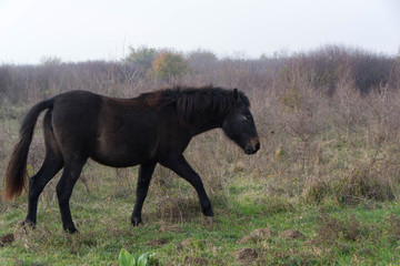 Wild mountain horses