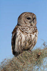 Barred Owl