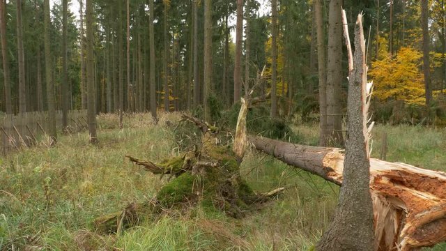 Fallen trees after windstorm