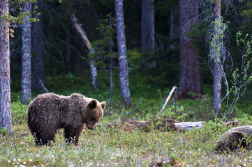 Brown bear in the finnish taiga