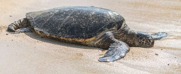 Green Sea Turtle