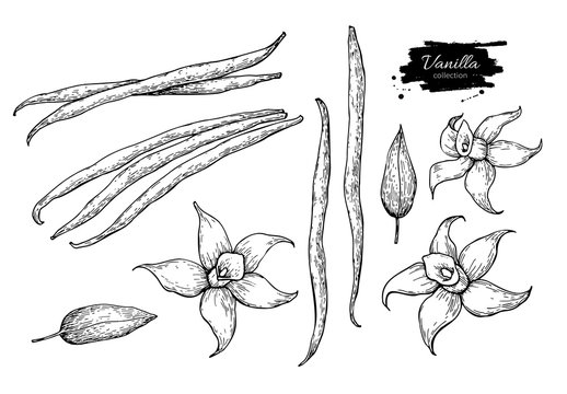 Vanilla flower and bean stick vector drawing set. Hand drawn sketch food