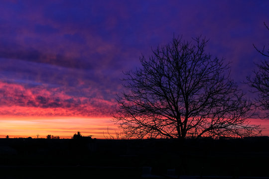 sunst tree purple