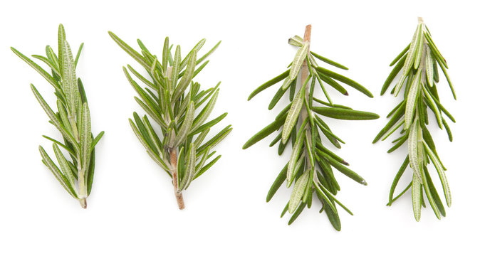 rosemary isolated on white