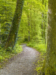 idyllic forest scenery