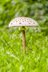 parasol mushroom closeup