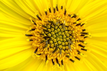 Stamens and pestle of an yellow flower. Macro.