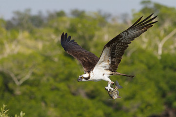 Osprey with a fish