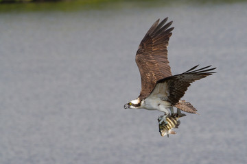 Osprey with a fish