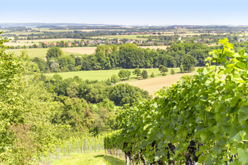 Fototapeta na wymiar winegrowing scenery in Hohenlohe