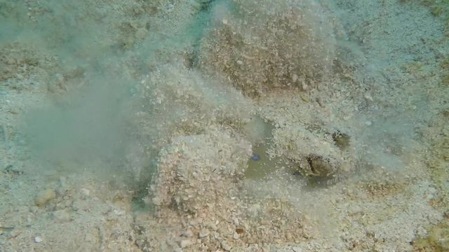 Bluespotted stingray (Neotrygon kuhlii) buries itself in sand on ocean floor