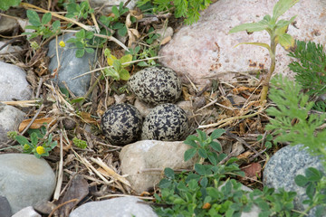 Killdeer eggs nest