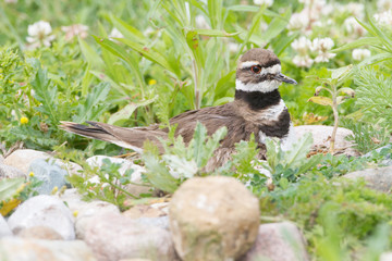 Killdeer on a nest