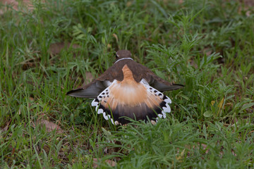 Killdeer doing a wound wing routine
