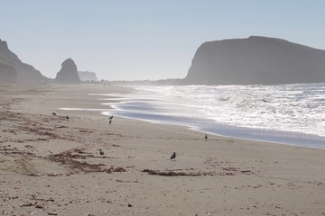 Birds Goat Rock Beach, California - Pelican, Oystercatcher, Seagull.