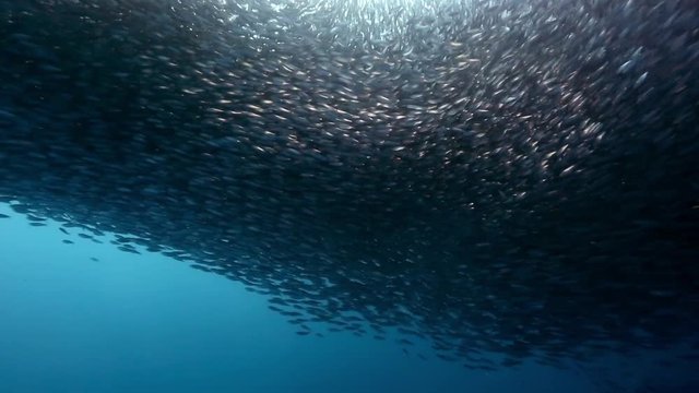 Gigantic shoal of sardines silhouette light show underwater