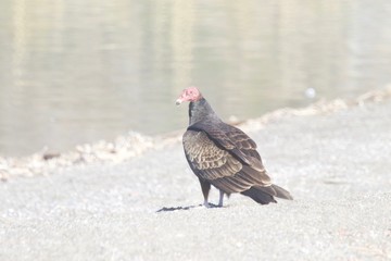 Birds Goat Rock Beach, California - Pelican, Oystercatcher, Seagull.