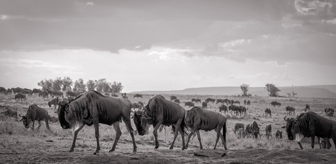 Fototapeta na wymiar A vast herd of wildebeest follow each other, nose to tail,on the plains of Kenya's Masai Mara in black and white