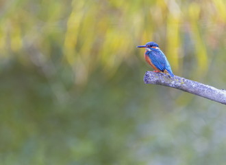 Eurasian, river or common kingfisher, alcedo atthis, Neuchatel, Switzerland