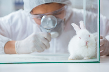 Scientist doing animal experiment in lab with rabbit