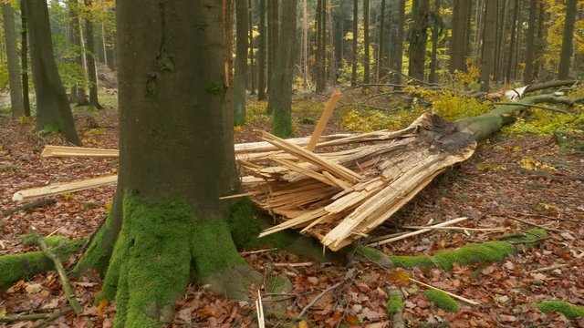 Fallen trees after windstorm