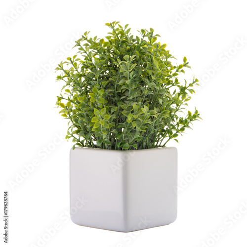 "Small decorative plant" Stock photo and royaltyfree images on Fotolia
