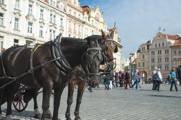 Fototapeta na wymiar 2 horses in Old Town Prague