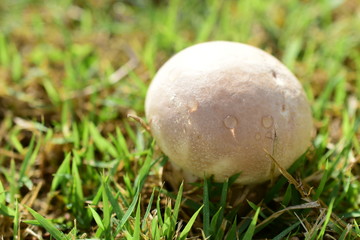 mushroom on gress in the morning.