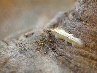 The worm, caterpillar, a worm on a tree.