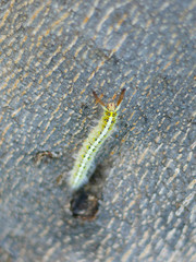 The worm, caterpillar, a worm on a tree.