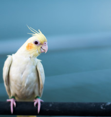 white parrot. soft focus.
