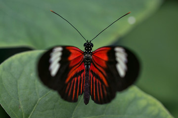 Fototapeta na wymiar butterfly4