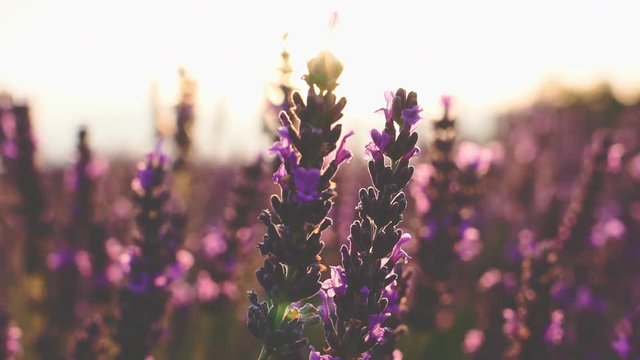 Sunset Sun Shining through Beautiful Blooming Lavender Flowers. SLOW MOTION 120 fps. Close Up Dolly Shot. Plateau du Valensole, Provence, South France, Europe. Cinematic Nature Background. Lens Flare.