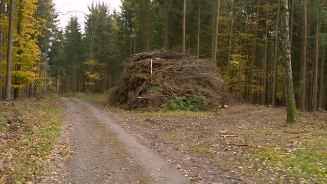Heaps of cut wood in forest