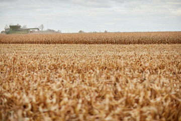 Dry wheat stubble and distant combine harvester