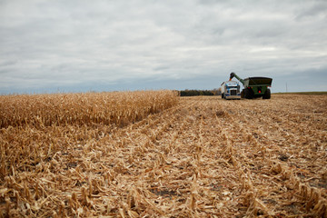 Combine harvester offloading harvested maize